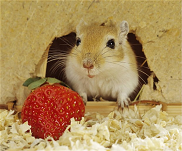Erdbeeren gegen Lungenkrebs Lecker: Die Beere und die Maus.