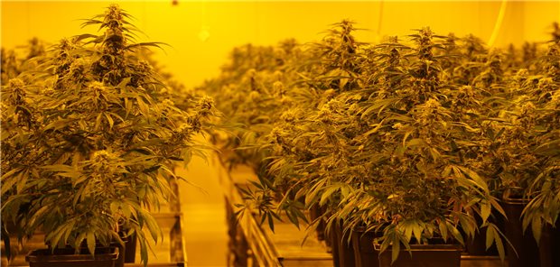 Lauterbach und Özdemir stellen neue Pläne zu Cannabis-Legalisierung vor Legale Zuchtanlage für Cannabis in der Schweiz: Die Legalisierung von Cannabis wird in Deutschland wohl weniger weit reichen, als ursprünglich geplant. Für Medizinal-Hanf ergeben sich keine Änderungen.