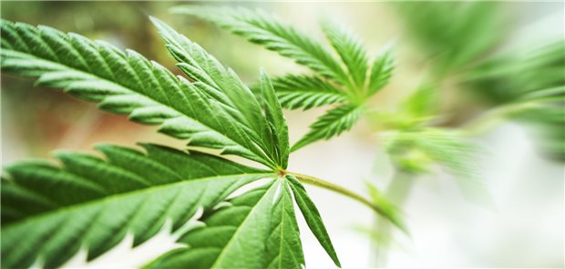 Gesetzentwurf der Linken: Bis zu 30 Gramm Cannabis sind straffrei Legalise it? Die Linke will bis zu 30 Gramm Cannabis im Besitz erlauben.