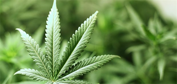 Kasse muss Patient Cannabis-Tropfen zahlen Leidet ein Versicherter unter unerträglich großen Schmerzen, hat er ein Anrecht auf die Erstattung von Cannabis-Extrakt-Tropfen.