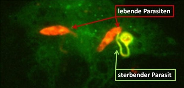 Wie Makrophagen den Parasiten Leishmania in Schach halten Leishmanien infizierte Makrophage.