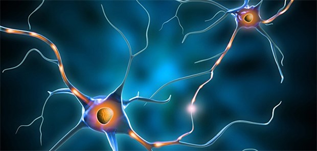 Forscher entdecken grundlegenden Mechanismen Lernt man, bilden sich neue Synapsen zwischen Neuronen. Forscher haben eine biochemische Voraussetzung gefunden, die vor diesem Prozess stattfinden muss.