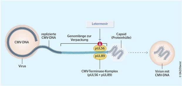 Letermovir bindet an den CMV-DNA-Terminase-Komplex und hemmt damit das Schneiden der DNA in kurze, einheitlich lange Stränge und deren Verpackung in Capside. Somit wird die Bildung von neuen Virionen verhindert. DAZ/Oberst