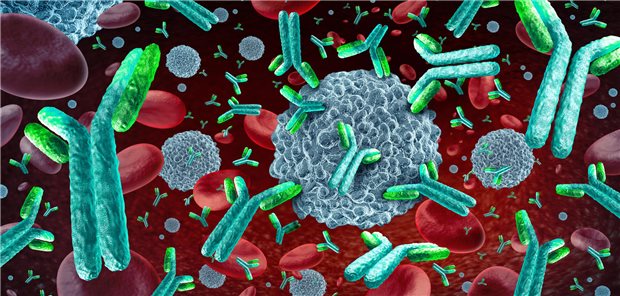 Kölner Forscher finden breit wirksamen Antikörper gegen HIV Leukozyten und Antikörper: Der in Köln identifizierte Antikörper verhindert effektiv das Binden des HI-Virus an T-Helferzellen des Immunsystems.