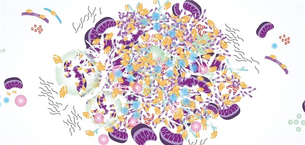 Lewy-Körperchen: Statt der vermuteten Proteinfibrillen enthalten sie wohl hauptsächlich Membranfragmente.