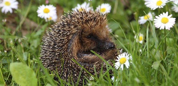 Ein kommunikatives Desaster? Lieber einrollen: Bei IGeL versagt offenbar nicht selten die Auflärung.