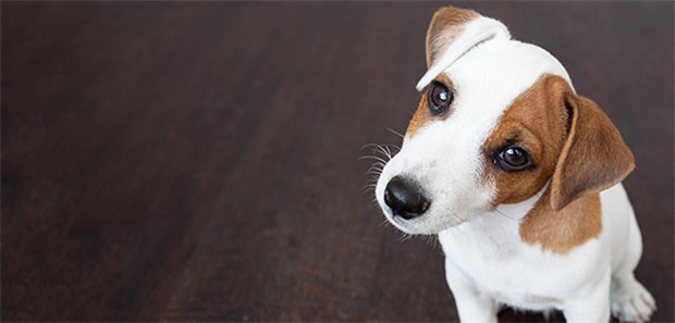 Der Hund als Ehepartner Liegts am süßen Blick? Wer einen Hund hat, aber keinen menschlichen Partner, hat eine acht Prozent geringere Mortalität.