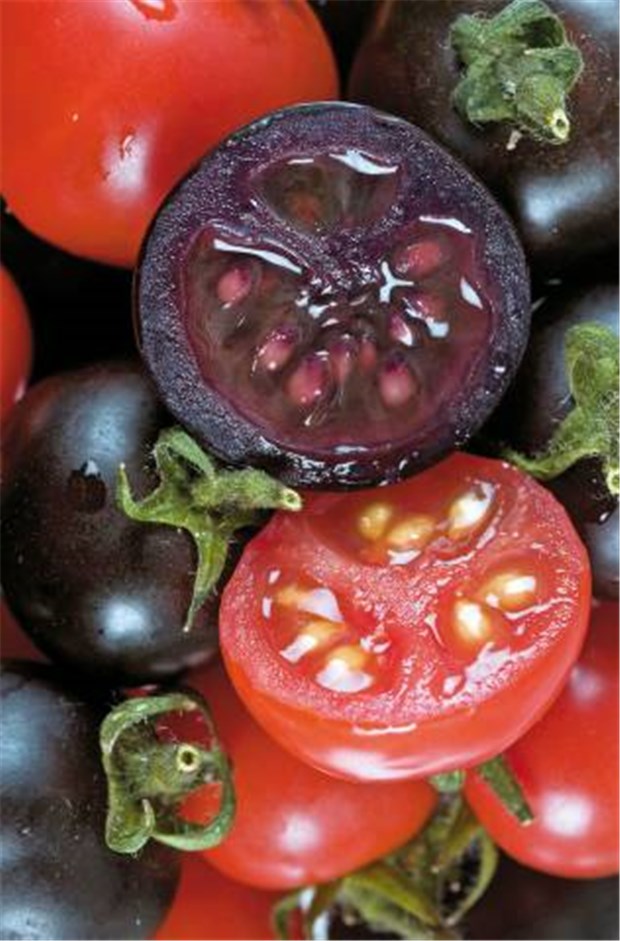 Tomaten mit eingebautem Krebsschutz Lila Tomaten - trotz ungewohnter Farbe sehr gesund, behaupten britische Genetiker.