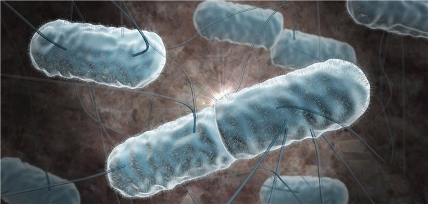 Listeria monocytogenes: Listeriose, verursacht durch das Bakterium, tritt in verschiedenen Formen auf und wird fast ausschließlich durch den Konsum kontaminierter Lebensmittel übertragen.