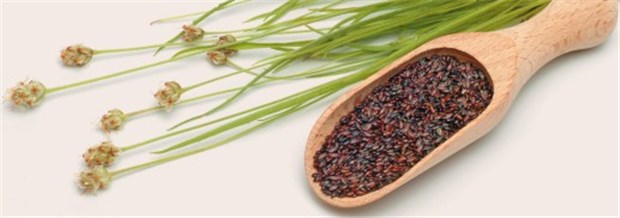 Reizdarm: Lösliche Ballaststoffe von Vorteil Lösliche Ballaststoffe wie Flohsamen (Plantago psyllium) lindern die Symptome bei Reizdarm-Patienten. © imago / imagebroker