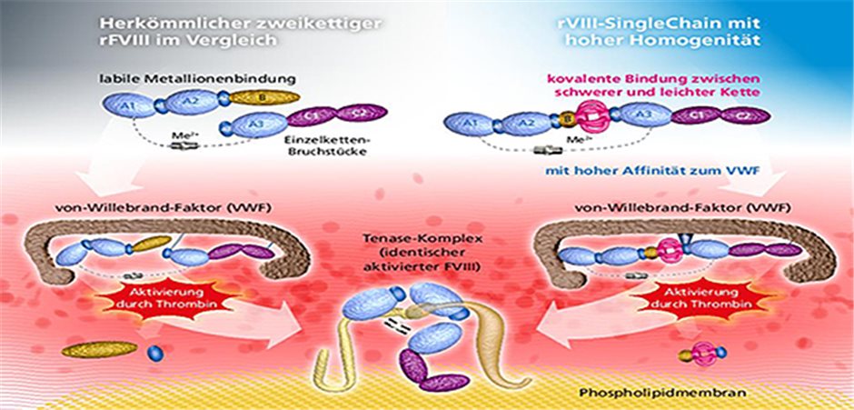 Bessere Blutungsprophylaxe und Therapie bei Hämophilie A