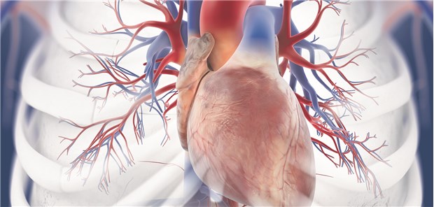 Neue Empfehlungen zu akuter Lungenembolie Lungenarterien im Fokus: Bei akuter LE ist eine Risikostratifizierung unabdingbar für die individuelle Entscheidung des therapeutischen Vorgehens.