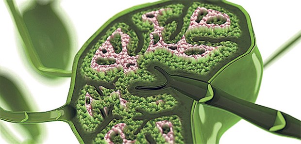 Impfschutz mit Virusgenen? Lymphknoten: T-Lymphozyten mit Antigenrezeptoren werden für Impfungen genutzt.