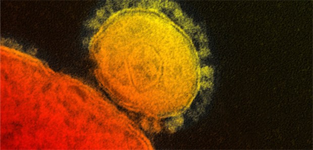 Ein Virus, das gerne fliegt MERS-Coronavirus unter dem Elektronenmikroskop: Die Infektion wird vonPatienten verbreitet und hat eine höhere Letalität als SARS.