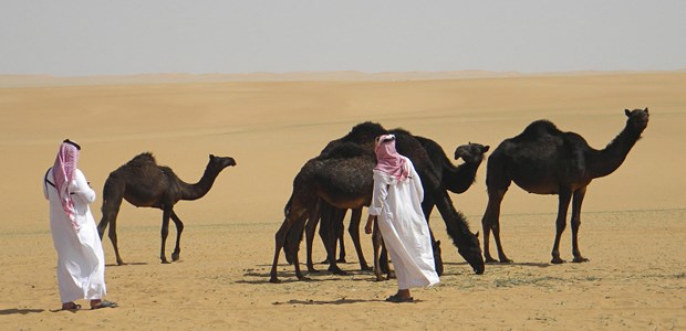 Einhöckrige MERS-Reservoire MERS-Überträger? Dromedare in der arabischen Wüste Rub al Khali.