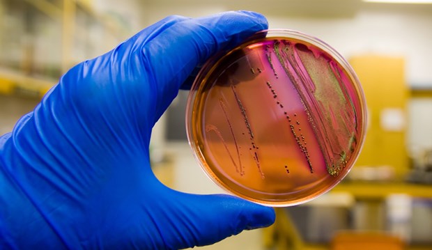 Mit dem "Sanierungs-Kit" gegen MRSA-Keime MRSA im Visier: In Niedersachsen gibt es jetzt ein Patienten-Kit für den Kampf gegen die Keime.