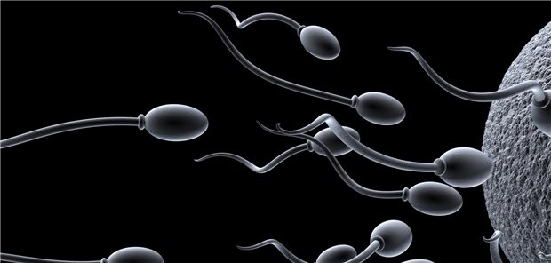 Spermien in schematischer Darstellung