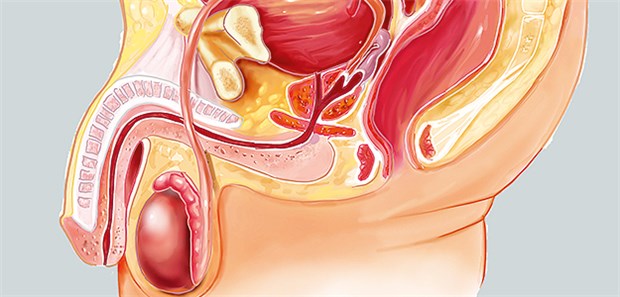 Männliches Becken: Finasterid hemmt die Umwandlung von Testosteron in Dihydrotestosteron.