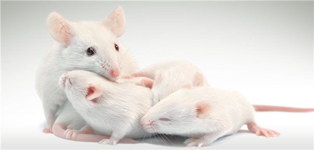 Forscherin in Laborumgebung tippt mit Stift auf ein Teilchenmodell.