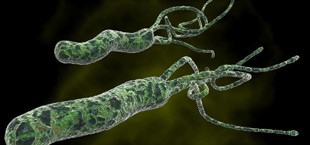 Helicobacter ist keine Berufskrankheit Magenkeim H. pylori: Als Berufskrankheit gilt er nicht, auch nicht bei Gastroenterologen.