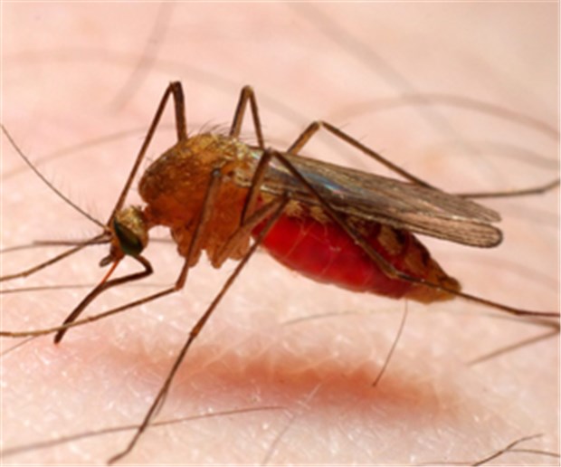 Fieber nach Fernreise: An Malaria denken Malaria-Überträger Anopheles: Bei Fieber nach der Reise auch an sie denken.