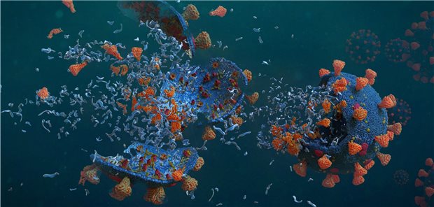 Manche HIV-Infizierten sind in der Lage, das HI-Virus aus eigener Kraft in Schach zu halten.