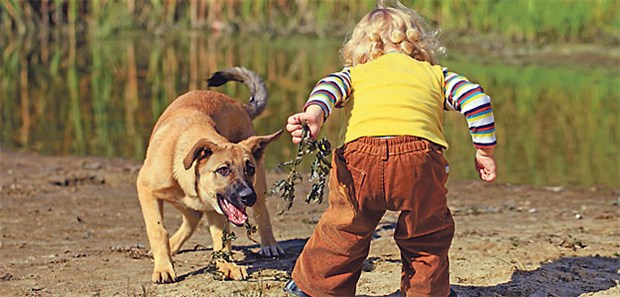 Bei Hundebiss in die Hand früh in die Notaufnahme! Manchmal schnappen Hunde beim Spielen zu. Besonders gefährlich: ein Biss in die Hand.
