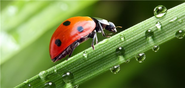 Deutsche fühlen sich dem Naturschutz verpflichtet Marienkäfer auf einem Blatt: naturschutz finden so ziemlich alle Deutschen gut, so eine Umfrage.