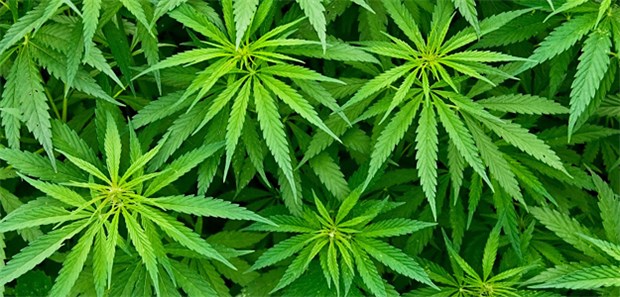 Freiverkäufliche Cannabis-Produkte in Apotheken Marijuana-Blätter: Drei freiverkäufliche Cannabis-Produkte bringt Medropharm auf den deutschen Markt.
