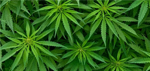 Uni Hohenheim verschreibt sich Cannabis Marijuana in der Nahaufnahme: Ein Forschernetzwerk will, dass Deutschland bei Cannabis nicht den Anschluss verliert.