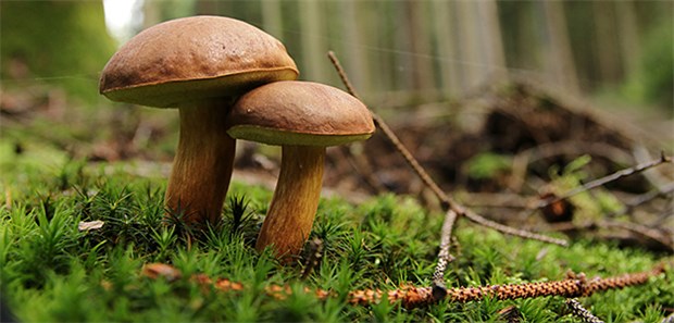 Strahlende, deutsche Wildpilze Maronenröhrlinge haben erhöhte Bq Cäsium-137-Werte.