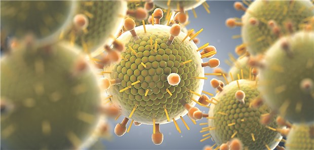 Masernviren gehören zur Familie der Paramyxoviren.