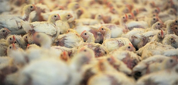 Sondierer für mehr Tierschutz und Fleischkennzeichnung Massentierhaltung oder artgerechte Haltung unterstützen? Konsumenten sollen künftig durch ein Label bei Fleisch erkennen können, wie ein Tier aufgezogen wurde.