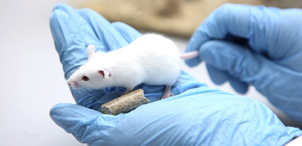 Gehen den Psychiatern bald die Pillen aus? Maus im Labor: Manche Versuche für neue Pharmaka sorgen bei Forschern für Kopfschütteln.