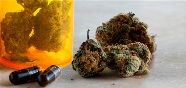 Cannabis – So klappt die Antragsstellung Medizinalhanf: Für die Schmerztherapie dürfen grundsätzlich alle Präparate verordnet werden.