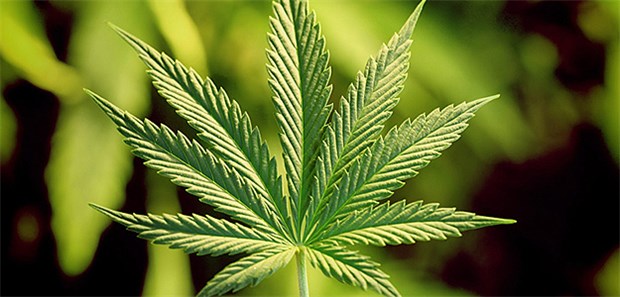 Vergabeverfahren für medizinisches Cannabis abgeschlossen Medizinisches Cannabis soll es bald aus deutscher Produktion geben.