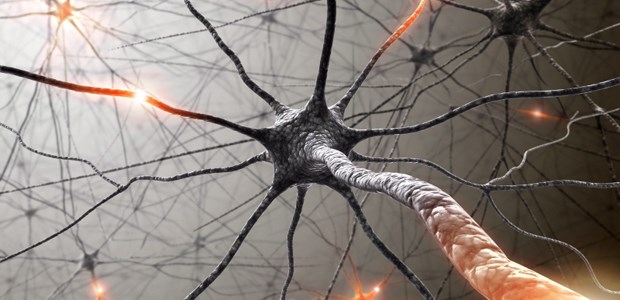 Mehr Licht in die Neuronenwelt hat ein europäisches Forscherteam gebracht.