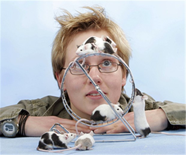Darum sind Menschen intelligenter als Mäuse Mensch und Maus: Der Schlüssel zur Intelligenz liefert die indirekte Neurogenese. Menschen besitzen mehr Nervenzellen als Mäuse.