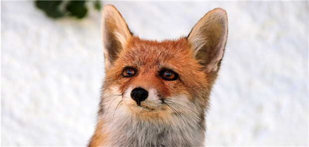Die Fuchsbandwurm-Furcht Menschen infizieren sich zwar nur selten mit einem Fuchsbandwurm, die Infektion ist aber schwer zu behandeln: Patienten müssen lebenslang Medikamente einnehmen.