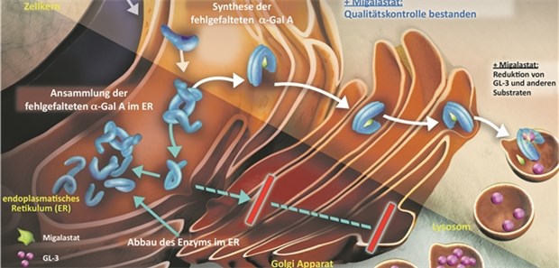 Migalastat bindet an fehlgefaltete Formen der -GalaktosidaseA, stabilisiert das Molekül und verhindert dessen Abbau im endoplasmatischen Retikulum. In den Lysosomen ist somit wieder das funktionsfähige Enzym vorhanden.