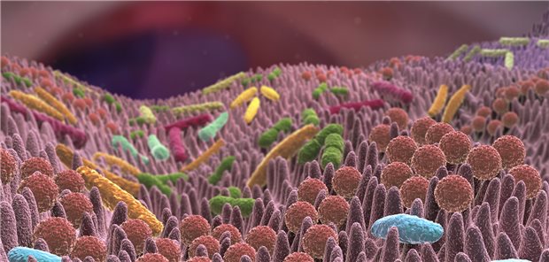 Mikrobiom: Bei Analysen wurden in einer Studie Quantitäten falsch eingeschätzt, und es wurden Bakterienstämme übersehen.
