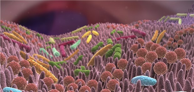 Bietet Propionsäure einen neuen Ansatz bei Multipler Sklerose? Mikrobiom – die Besiedlung des Darms ist wohl auch bei Multipler Sklerose von Bedeutung.