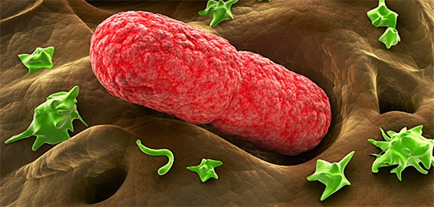 Mikroorganismen im Darm: Diese kontrollieren unter anderem auch wichtige Immunfunktionen.