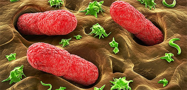 Mikroorganismen im Darm: Sie kontrollieren auch wichtige Immunfunktionen.