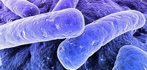 Meilenstein für Ärzte ohne Grenzen Mikroskopie-Aufnahme des Tuberkulose-Erregers: Erstmals konnte in Weißrussland ein Patient mit einer extrem resisten Form entlassen werden.