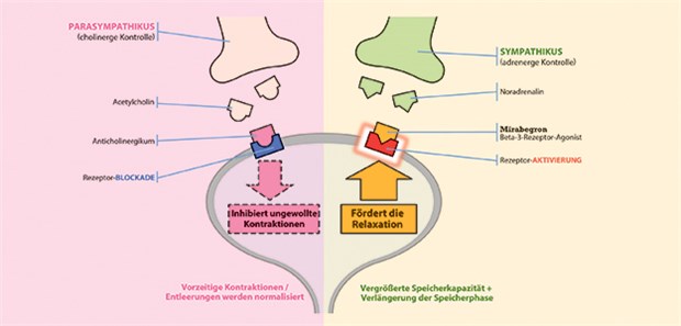 Mirabegron hat einen grundlegend anderen Wirkmechanismus als Anticholinergika. Der Beta-3-Adrenozeptoragonist erhöht über die Relaxation der Blasenmuskulatur die Speicherkapazität und verlängert die Speicherphase.
