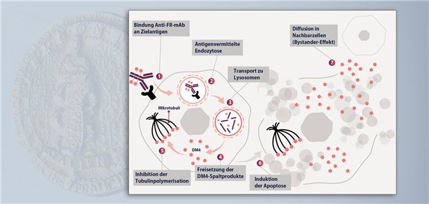 Mirvetuximab-Soravtansin bindet an FR und wird internalisiert. Nach lysosomaler Spaltung des Antikörper-Wirkstoff-Konjugats hemmen das freigesetzte DM4 und dessen Spaltprodukte die Tubulinsynthese und induzieren so die Apoptose.  AbbVie
