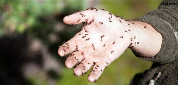 Missempfindungen wie Ameisenlaufen oder ein pelziges Gefühl in den Extremitäten sind erste Anzeichen einer CIPN und begleiten jede dritte Behandlung mit Zytostatika.