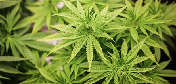 Lauterbach: Mit Cannabis-Anbauvereinen machen wir Dealer arbeitslos Mit Einschränkungen seit drei Monaten erlaubt: Cannabispflanzen (ca. 4 Wochen alt) in ihrer Wachstumsphase stehen in einem Aufzuchtszelt unter künstlicher Beleuchtung in einem Privatraum. (Archivbild)