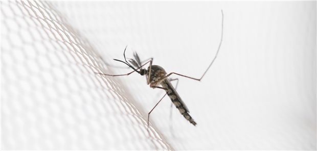 Mit Insektizid behandeltes Moskitonetz – derzeit die wichtigste Maßnahme gegen Malaria.